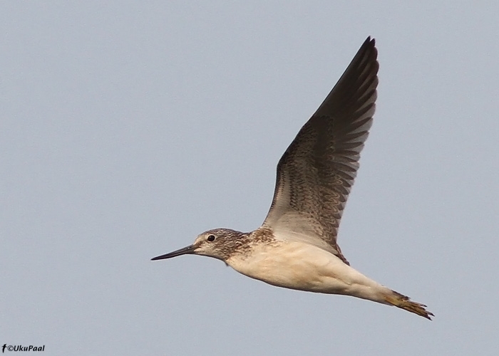 Heletilder (Tringa nebularia)
Tartumaa, august 2010

UP
Keywords: greenshank