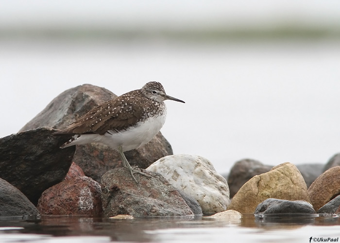 Metstilder (Tringa ochropus)
Saaremaa, juuni 2010

UP
Keywords: green sandpiper