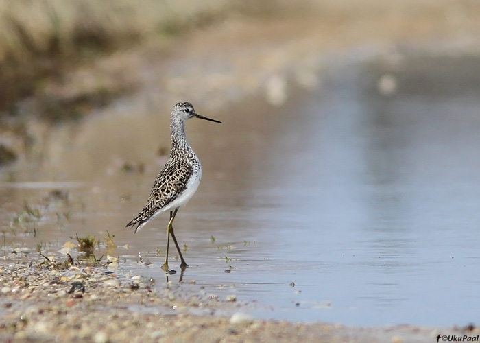 Lammitilder (Tringa stagnatilis)
Sangla polder, Tartumaa, 23.4.2010

UP
Keywords: marsh sandpiper