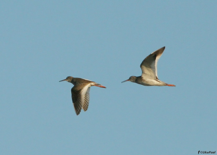 Punajalg-tilder (Tringa totanus)
Egiptus, jaanuar 2010
Keywords: redshank