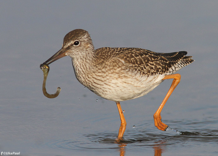 Punajalg-tilder (Tringa totanus) 
Kihnu, juuli 2013. Noorlind.

UP
Keywords: redshank