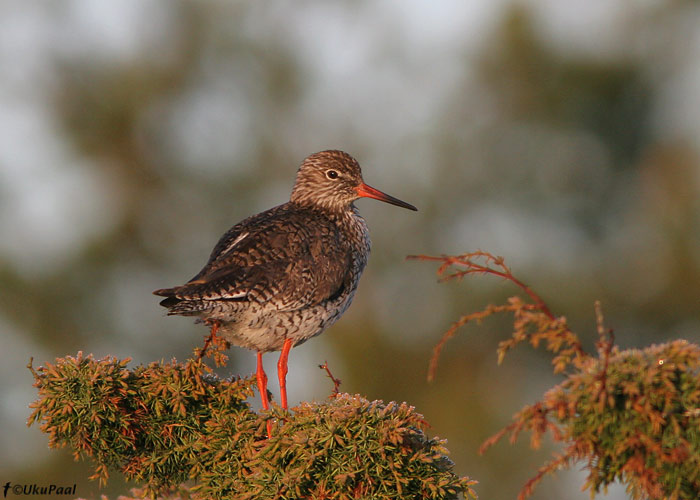 Punajalg-tilder (Tringa totanus)
Loode, Saaremaa, 29.5.2008

UP
Keywords: redshank