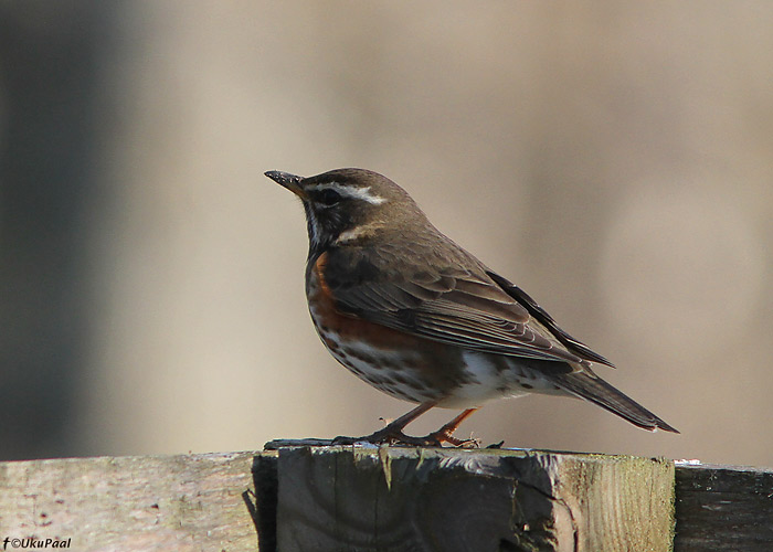 Vainurästas (Turdus iliacus)
Pärnumaa, aprill 2010

UP
Keywords: redwing