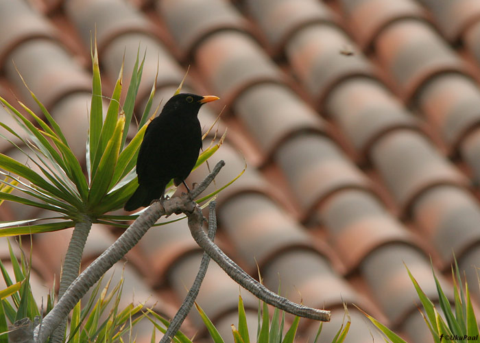 Musträstas (Turdus merula cabrerae)
Tenerife, märts 2009

UP
Keywords: blackbird