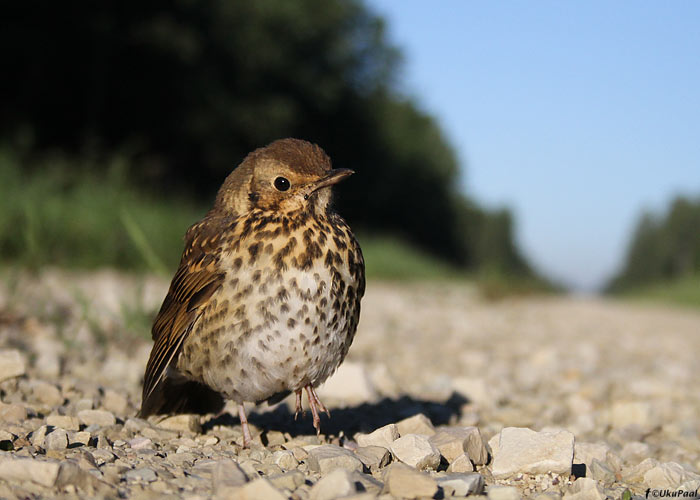 Laulurästas (Turdus philomelus)
Raplamaa, august 2011

UP
Keywords: song thrush