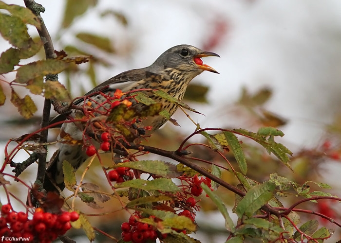 Hallrästas (Turdus pilaris)
Tartumaa, oktoober 2010

UP
Keywords: fieldfare