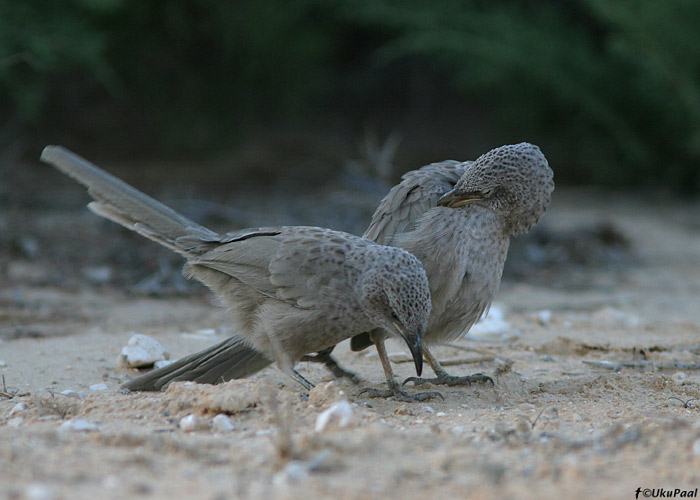 Araabia vadavilbas (Turdoides squamiceps)
Nizzana

UP
Keywords: arabian babbler