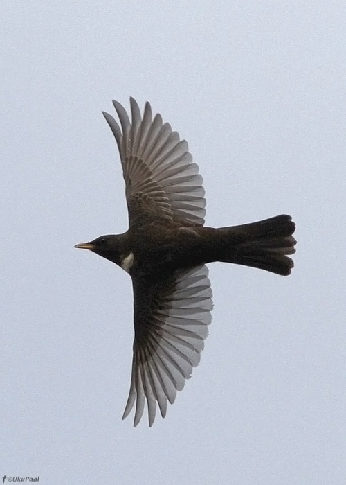 Kaelusrästas (Turdus torquatus)
Lätiniidi, Saaremaa, 29.4.2012. Üks isend ennenägematust 15-isendilisest parvest. 2012. aaasta kaelusrästaste vaatluste hulk on läbi aegade suurim. Kas on tegemist liigile soodsa kevadega või on vaatlejate arv ja oskused paranenud?

UP
Keywords: ring ouzel