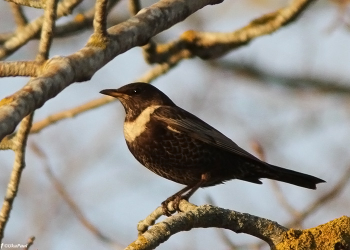 Kaelusrästas (Turdus torquatus)
Maanteeküla, Saaremaa, 30.4.2012

UP
Keywords: ring ouzel