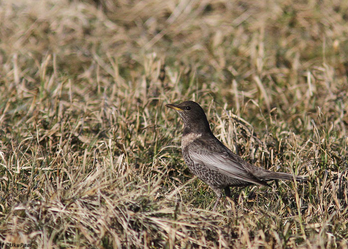 Kaelusrästas (Turdus torquatus)
Rahuste, Saaremaa, 21.4.2013

UP
Keywords: ring ouzel