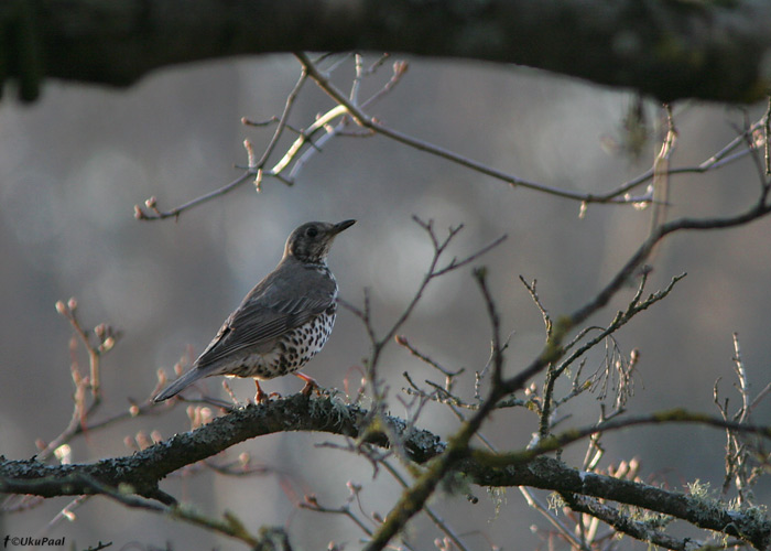 Hoburästas (Turdus viscivorus)
Läänemaa, 13.4.2009

UP
Keywords: mistle trush