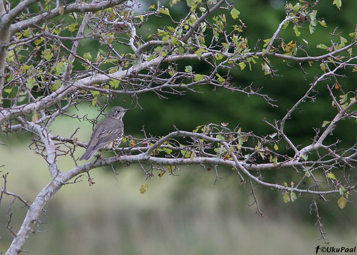 Hoburästas (Turdus viscivorus)
Mõntu, Saaremaa, 11.10.2007

UP
Keywords: mistle thrush