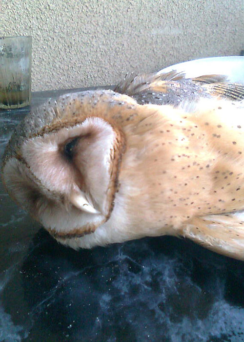 Loorkakk (Tyto alba)
Vaeküla, Lääne-Virumaa, leitud 27.1.2013. Eesti 6. vaatlus. 6th record for Estonia.

Ardi Märs
Keywords: barn owl