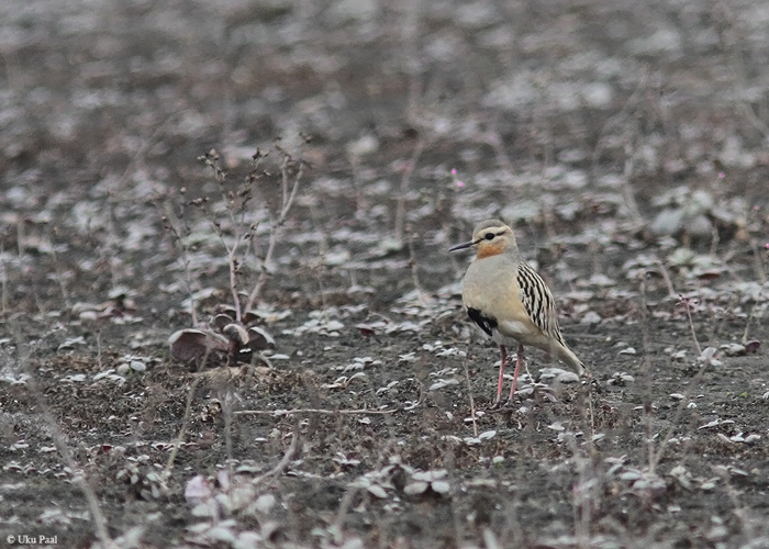 Andi tüll (Eudromias ruficollis)
Peruu, sügis 2014

UP
Keywords: Tawny-throated dotterel