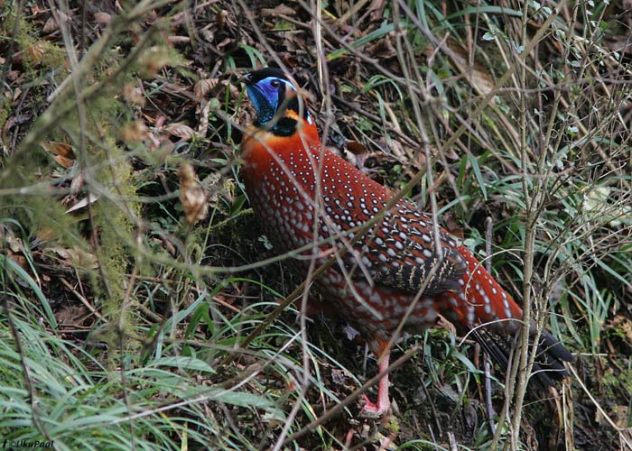 Puna-helmesfaasan (Tragopan temminckii) 
Eaglenest NP, märts 2010

UP
Keywords: temminck's tragopan