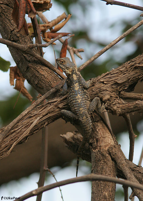 Karesaba-agaam (Laudakia stellio)
Alanya, august 2008. 
Keywords: lizard