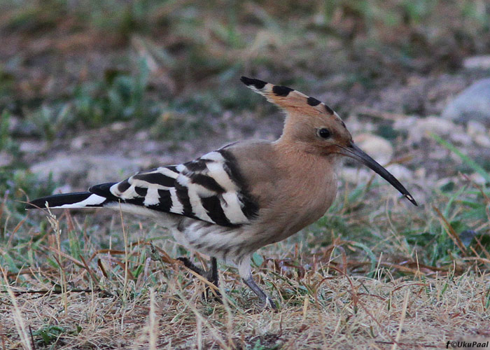 Vaenukägu (Upupa epops)
Pitkänä, Kihnu, 28.7.2013

UP
Keywords: hoopoe