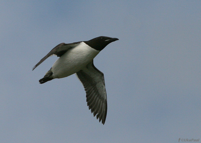 Põhjatirk (Uria lomvia)
Hornoya saar, Norra, juuni 2008. Liigile omane valge nokalahu triip ja lühike nokk pildil hästi näha, samuti valged kaenlaalused on oluline tunnus. Ainuüksi noka kuju põhjal tirke eristada ei ole lollikindel variant, sest lõunatirgu noka kujus esineb päris suuri variatsioone. 
Keywords: brynnich guillemot