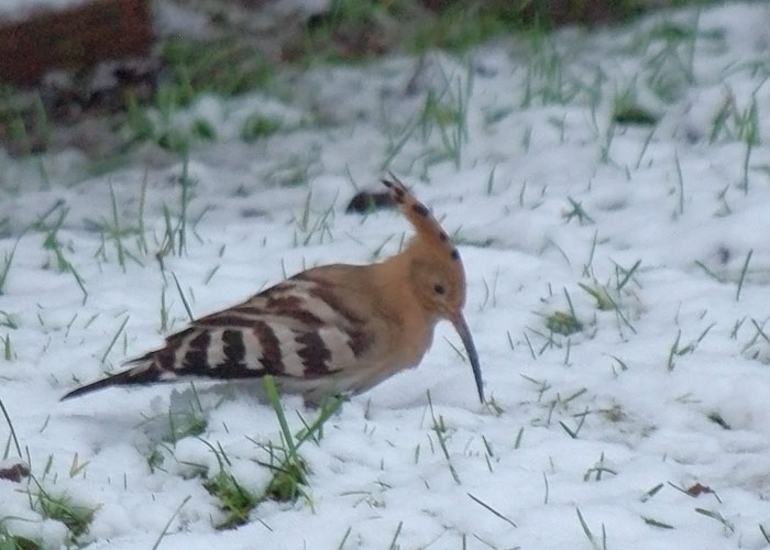 Vaenukägu (Upupa epops)
Vändra vald, Pärnumaa 17.12.2011. Eesti 5. talvine vaatlus.

S. Paluoja
Keywords: hoopoe