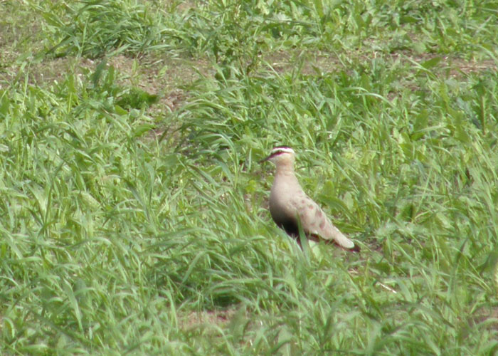 Stepikiivitaja (Vanellus gregarius)
Rabaküla, Pärnumaa, 20.6.2010. Eesti esimene. First for Estonia.

Leili Mihkelson
Keywords: sociable plover