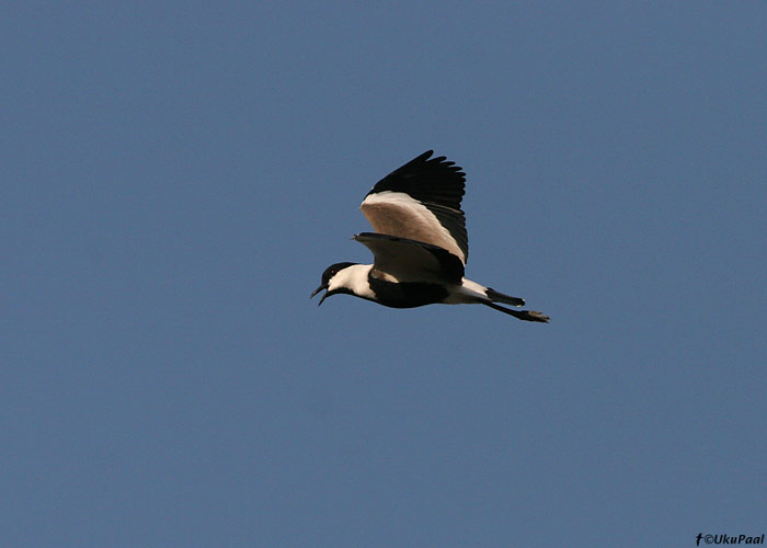 Valgekael-kiivitaja (Vanellus spinosus)
Kfar Ruppin

UP
Keywords: spur-winged lapwing