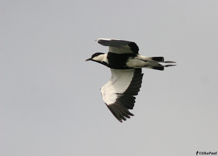 Valgekael-kiivitaja (Vanellus spinosus)
Göksu delta, august 2008
Keywords: spur-winged lapwing