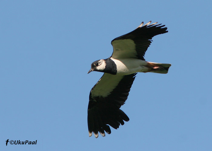 Kiivitaja (Vanellus vanellus)
Ilmatsalu, Tartumaa, 15.06.07

UP
Keywords: lapwing