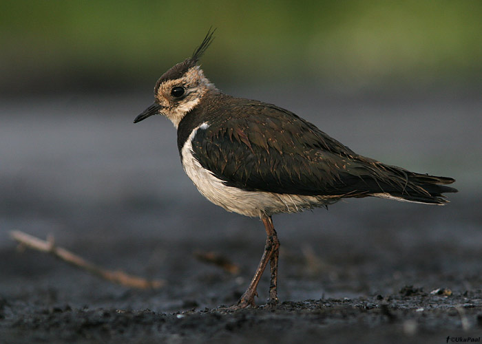 Kiivitaja (Vanellus vanellus)
Läänemaa, 30.7.2009

UP
Keywords: lapwing