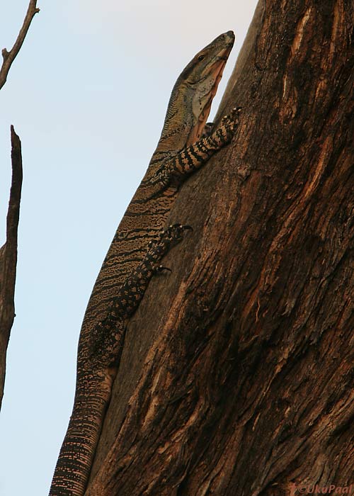 Varaan
Terrick Terrick NP, Detsember 2007
Keywords: dragon