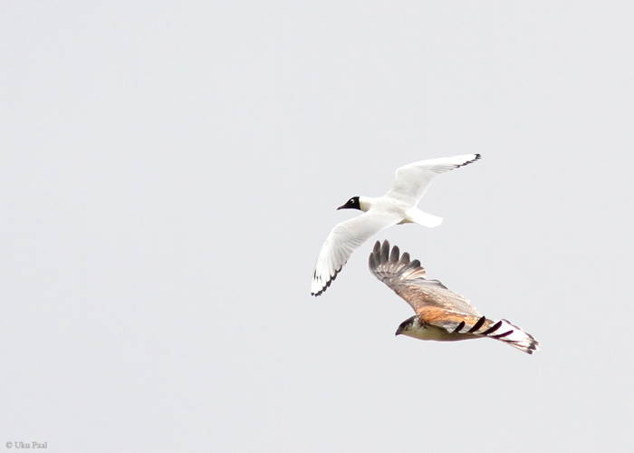 Puunaviu (Buteo poecilochrous) ja andi kajakas (Larus serranus)
Peruu, sügis 2014

UP
Keywords: VARIABLE HAWK