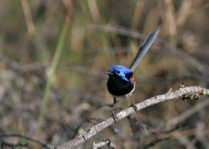 Hund-tikksaba (Malurus lamberti)
Little Desert NP, Detsember 2007
Keywords: variegated fairy-wren