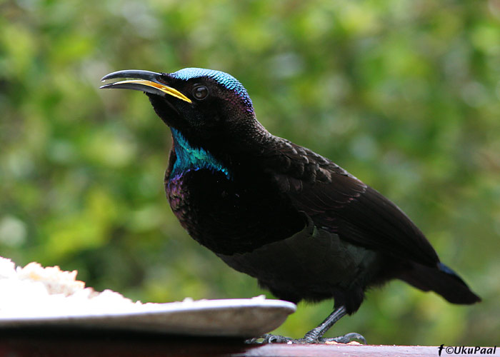 (Ptiloris victoriae)
Paluma NP, Detsember 2007. Riflebirdid on ühed kaunimad Austraalia linnud.
Keywords: victoria's riflebird