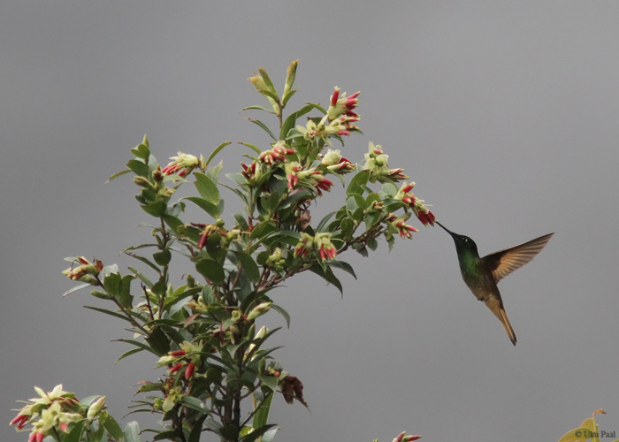 Coeligena violifer
Peruu, sügis 2014

UP
Keywords: VIOLET-THROATED STARFRONTLET