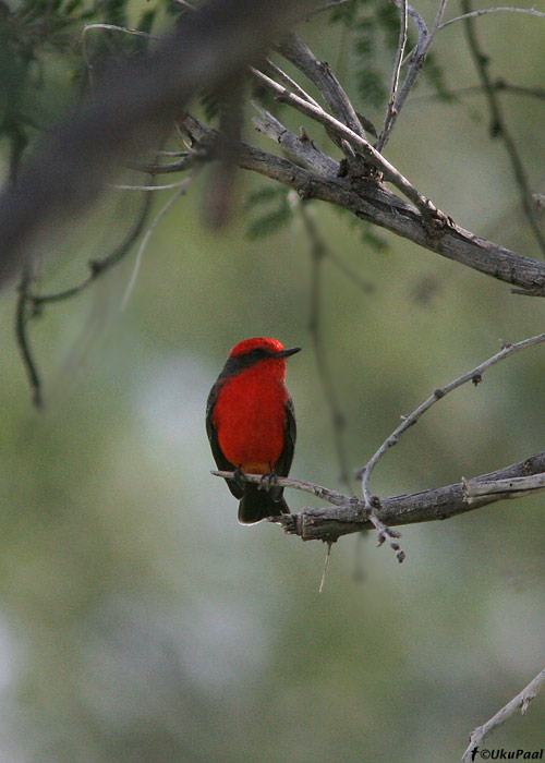 Pyrocephalus rubinus
Kino Springs, Arizona

UP
Keywords: vermilion flycatcher