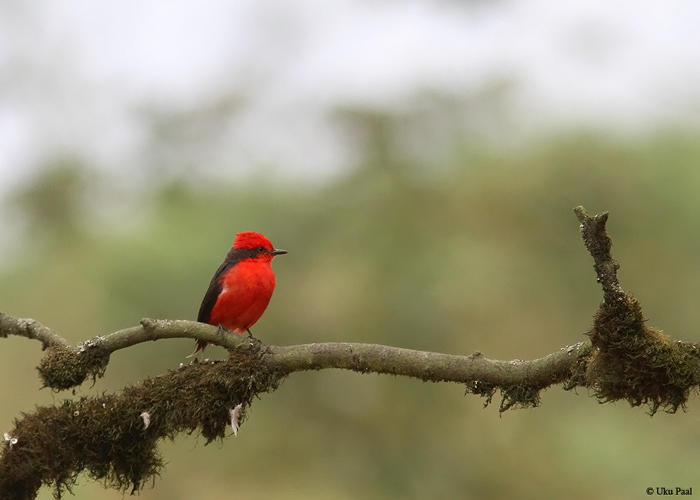 Rubiintikat (Pyrocephalus rubinus)
Peruu, sügis 2014

UP
Keywords: Vermilion flycatcher