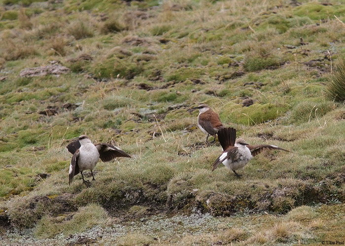 Cinclodes palliatus
Endeemne Peruu liik, kelle populatsiooni hinnatakse alla 300 isendi. Liik on elupaikade hävimise tõttu väljasuremisohus.

Peruu, sügis 2014

UP
Keywords: WHITE-BELLIED CINCLODES