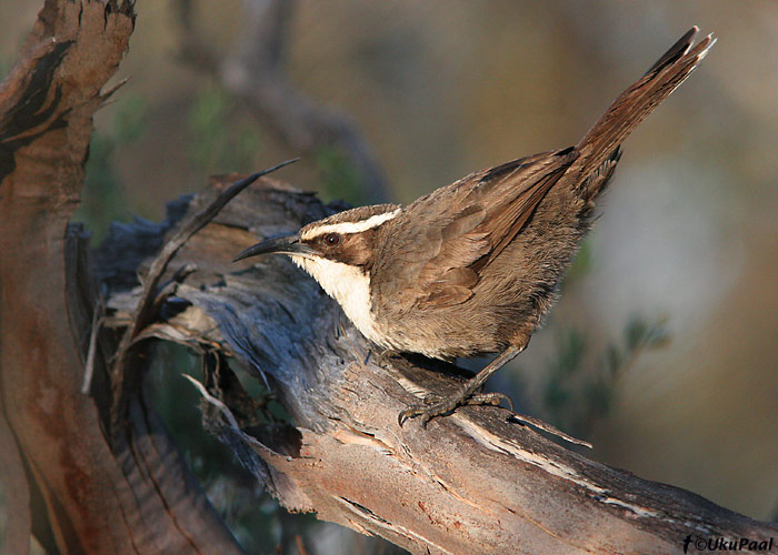 Väike-määrlind (Pomatostomus superciliosus)
Wyperfeld NP, Detsember 2007
Keywords: white-browed babbler