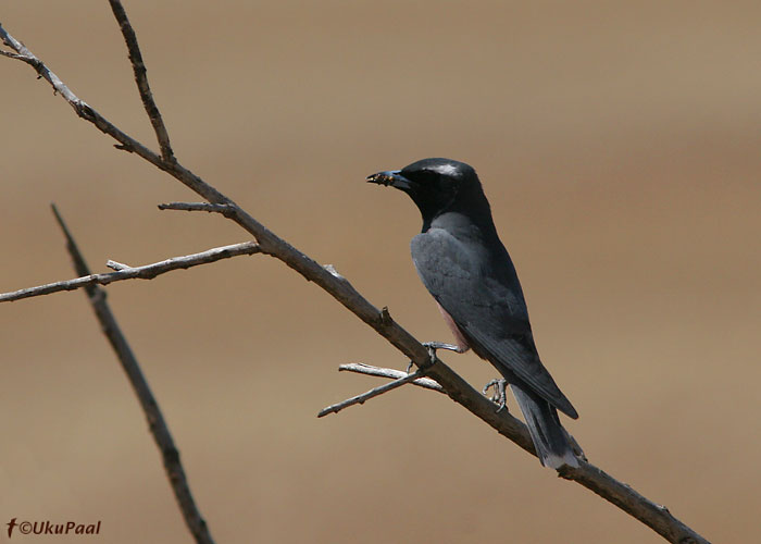 (Artamus superciliosus)
Victoria, Detsember 2007
Keywords: white-browed woodswallow