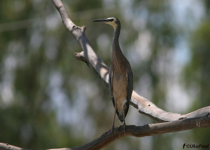 (Egretta noveahollandiae)
Victoria, Detsember 2007
Keywords: white-faced heron