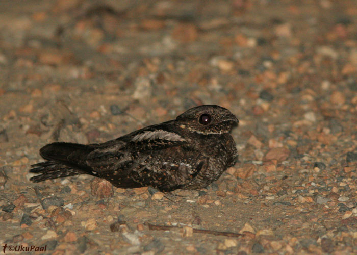 Mets-tanusorr (Eurostopodus mystacalis)
Cairns, Detsember 2007
Keywords: white-throated nightjar