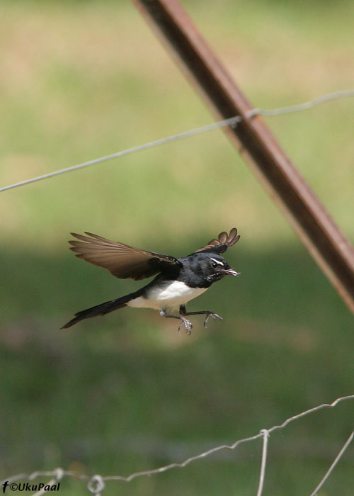 (Rhipidura leucophrys)
Bairnsdale, November 2007
Keywords: willie wagtail