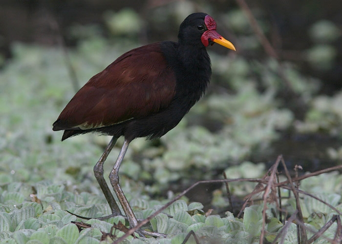 Wattled Jacana (Jacana jacana)
Wattled Jacana (Jacana jacana), Cumaceba lodge 

RM
