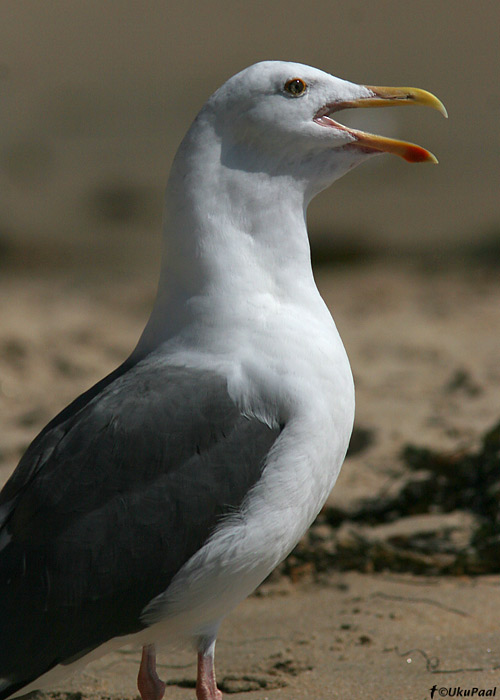 Kiltkajakas (Larus occidentalis)
Crystal Cove State Park, California

UP
Keywords: western gull