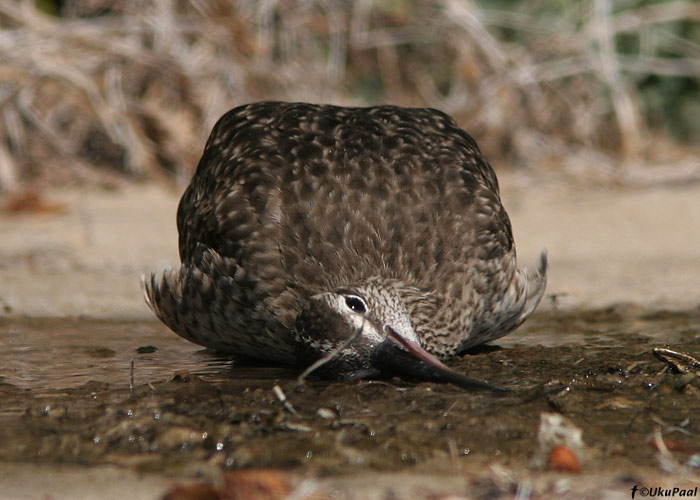 Väikekoovitaja (Numenius phaeopus hudsonicus)
Crystal Cove State Park, California

UP
Keywords: whimbrel