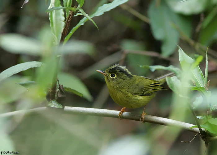 Seicercus whistleri 
Eaglenest NP, märts 2010

UP
Keywords: whistler's warbler