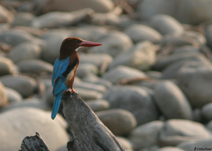 Ruske-safiirlind (Halcyon smyrnensis)
Bhorelli jõgi, märts 2010

UP
Keywords: white-throated kingfisher