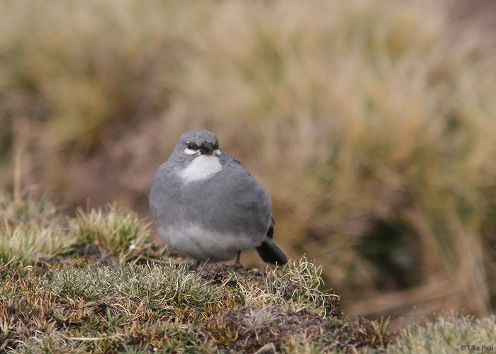 Diuca speculifera
Peruu, sügis 2014

UP
Keywords: White-winged diuca-finch