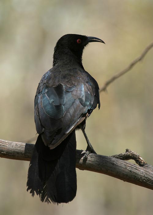 (Corcorax melanorhamphos)
Little Desert NP, Detsember 2007

Margus Ots
Keywords: white-winged chough