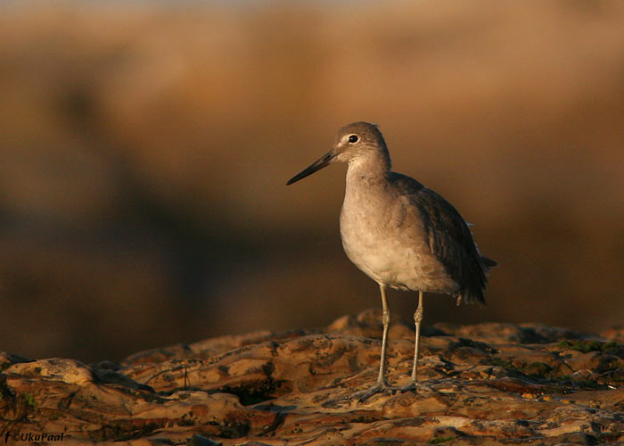 Suurtilder (Catoptrophorus semipalmatus)
Santa Cruz, California

UP
Keywords: willet