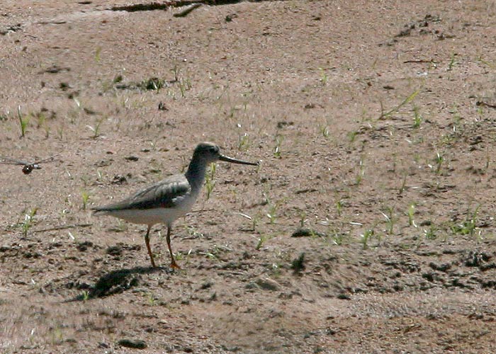 Hallkibu (Xenus cinereus)
Haaslava, Tartumaa, 5.6.2011

Riho Marja
Keywords: terek sandpiper